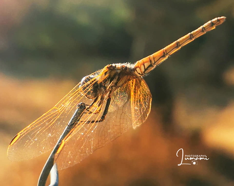 Portfolio Insects photo: 0