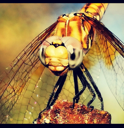 Portfolio Insects photo: 1