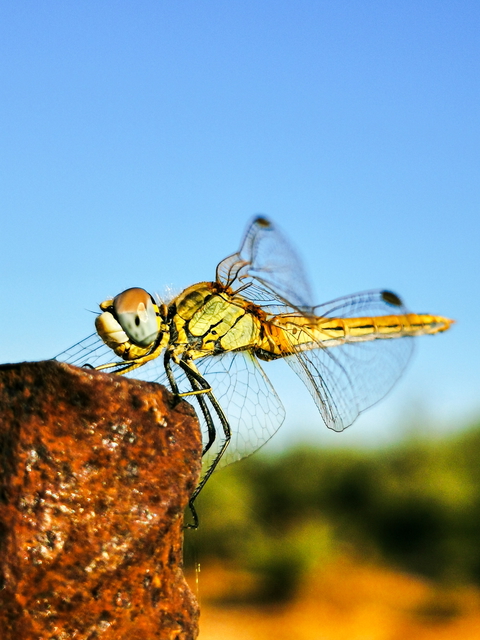 Portfolio Insects photo: 2