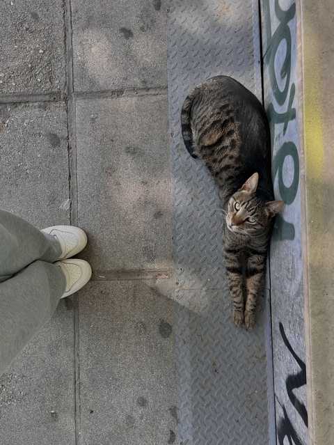 A cat stretches out on a sidewalk beside a person in sneakers and gray sweatpants.