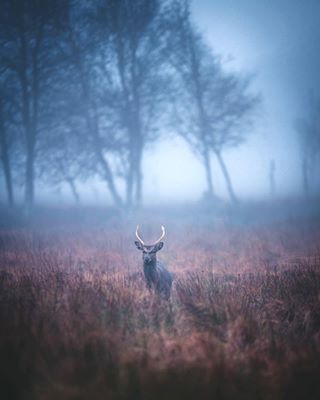 all_animals_addiction animal_captures autumnwatch bbcwildlife bbcwildlifepotd deer discoverearth earthcapture earthonlocation earthoutdoors eclectric_shotz elk exklusive_animals lensbible moods_in_frame moose mtnfolk naturegeography nature_perfection nikonzmas ourplanetdaily rsa_folknature stag the_folknature visitfinland wildlife wildlifephotography youngnaturephotographers