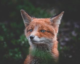 all_animals_addiction animal_captures autumn_watch bbcwildlife bbcwildlifepotd discoverearth earthcapture earthonlocation earthoutdoors folkgreen fox foxesofinstagram globeshotz ig_worldglobal kettu lensbible moodygrams mtnfolk nature_perfection nikoneurope ourplanetdaily redfox rsa_folknature the_folknature wilderness_culture wildernessnation wildernesstones wildlifephotography wildlifeplanet youngnaturephotographers